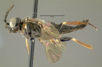 Media type: image;   Entomology 623208 Aspect: habitus lateral view